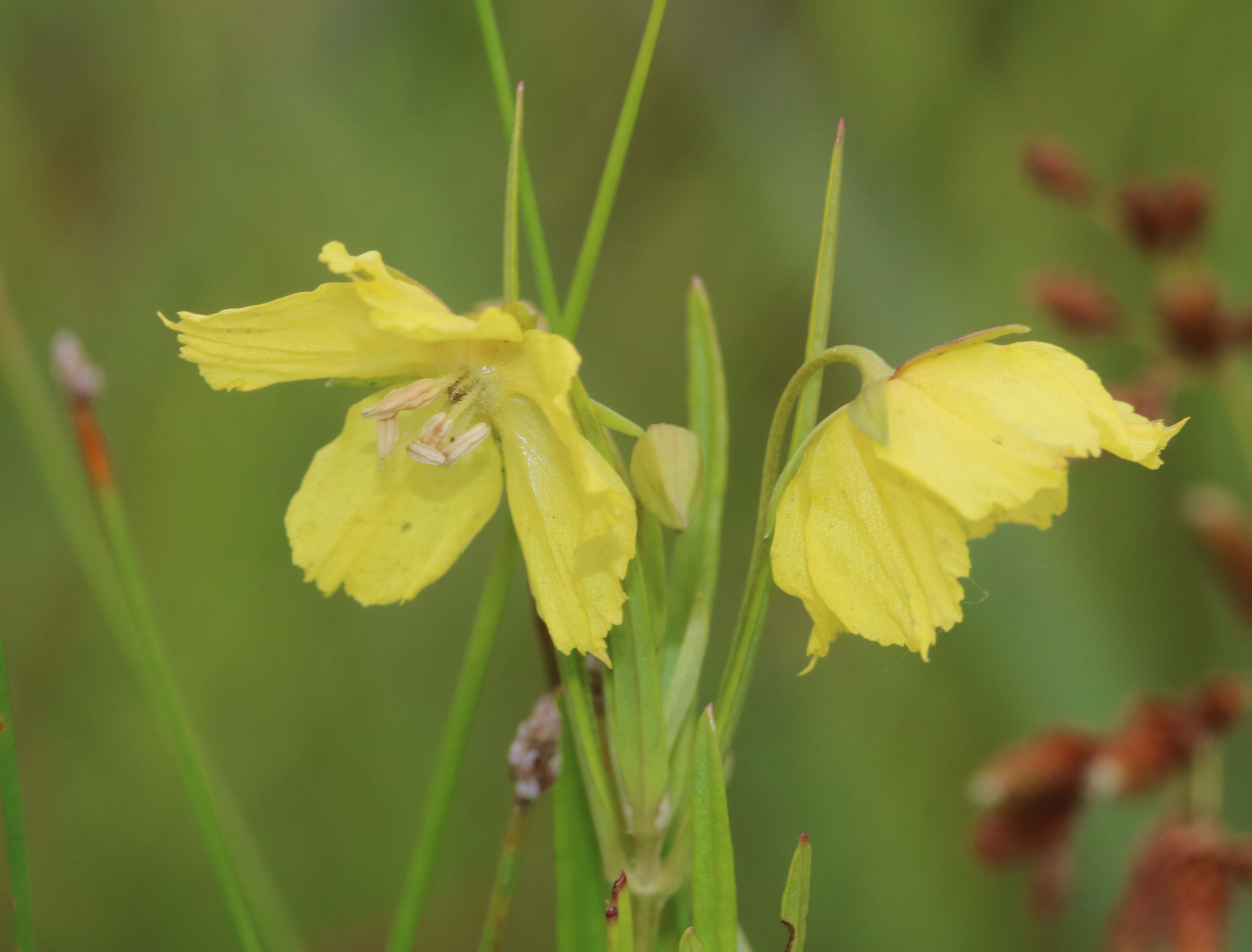 Loosestrife flowers